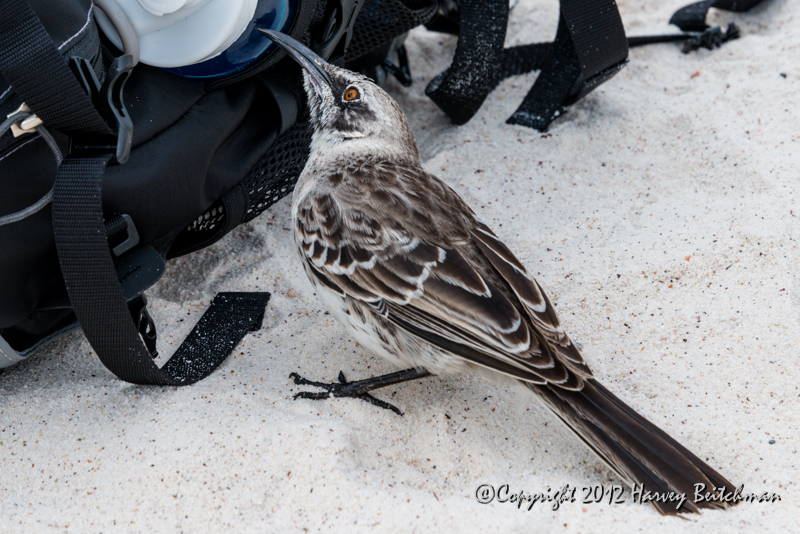 3315 Mocking bird searching for fresh water.jpg